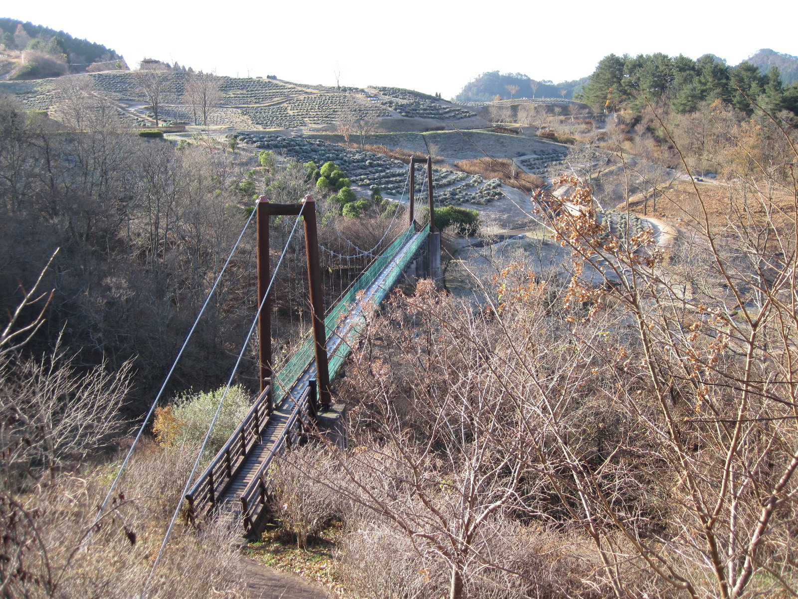 「香りの森エリア」にある「吊り橋」。必ず通過するルートの一つです。