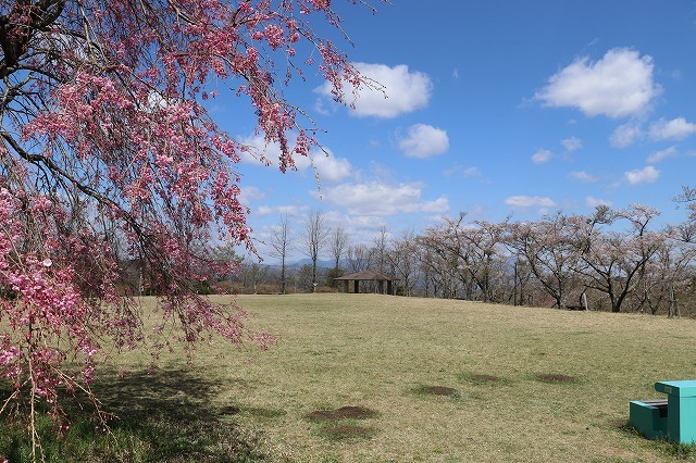 チェックポイントの一つ「桜園」の芝生広場。春には４種類約２０００本の桜が咲き誇ります。